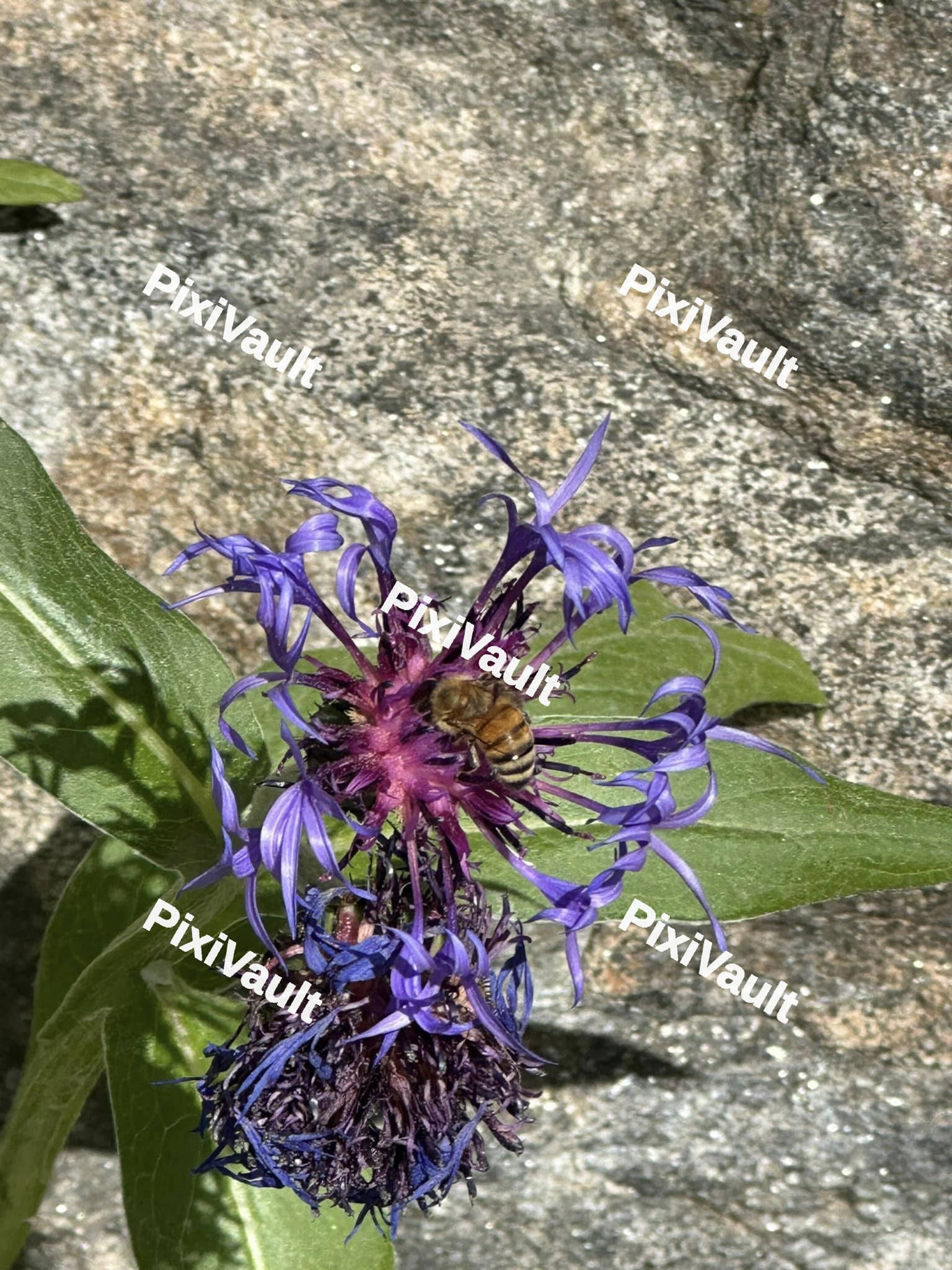 Purple Sage Shrub flower